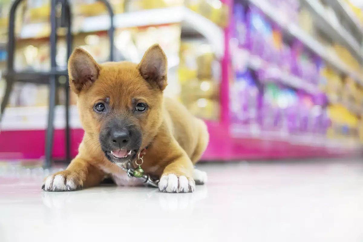 Centros comerciales Pet Friendly en México