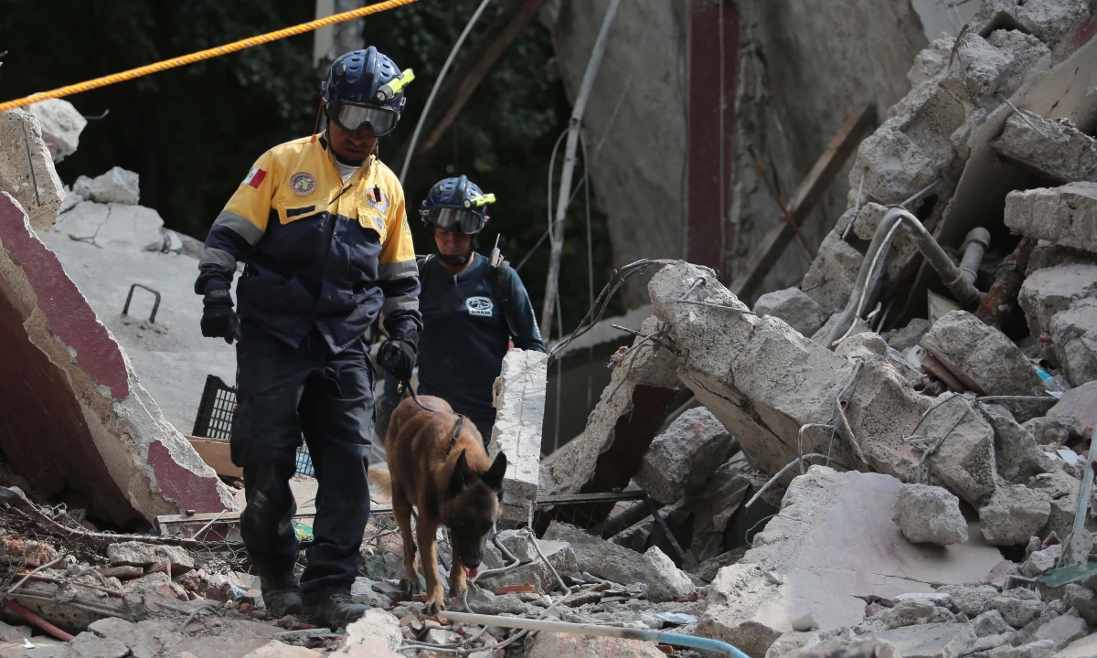 animales sismo ayuda