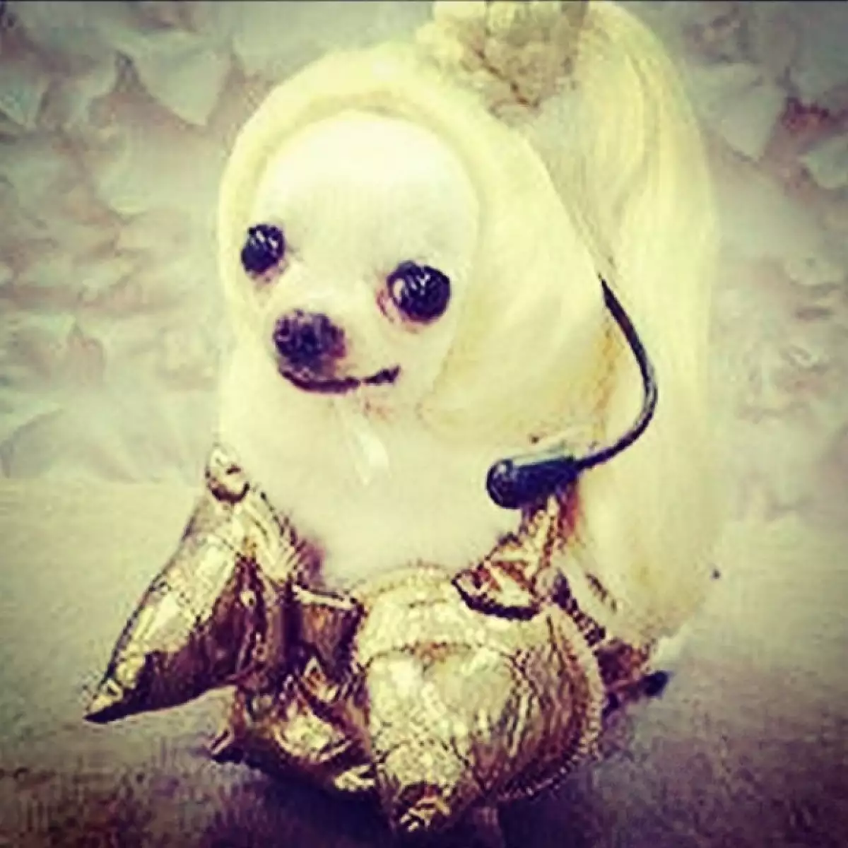"Material dog", así luce la perrita que hace homenaje a Madonna.