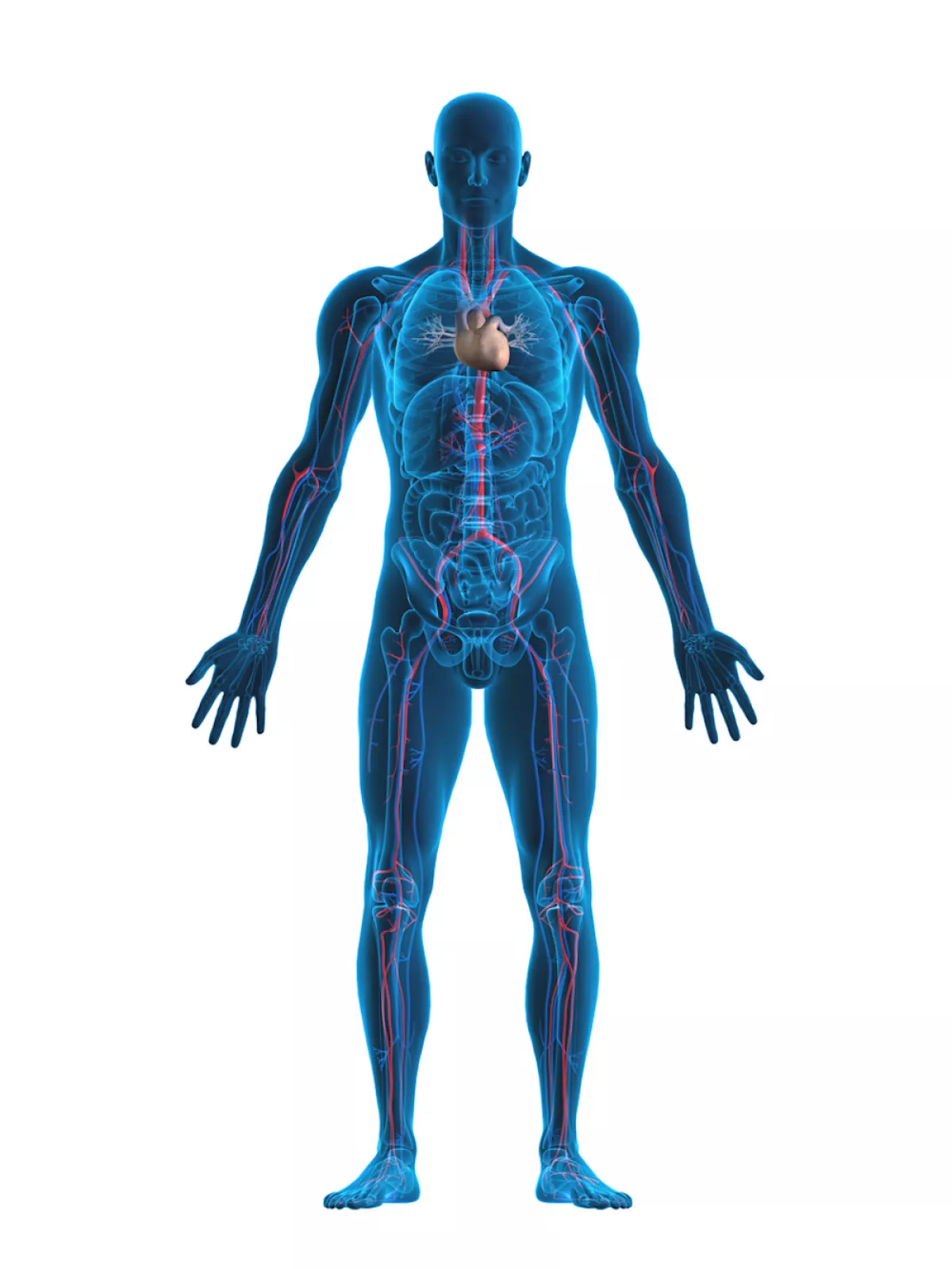 Human heart and vascular system