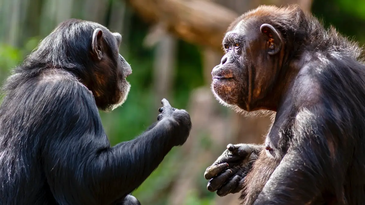 Macho alfa primates