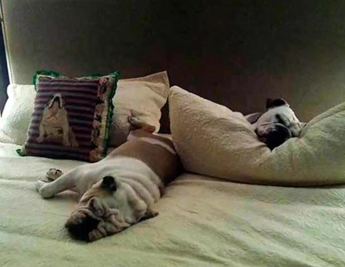 Paulina no viaja sola, sus lujos los comparten tres mascotas: los bulldogs ingleses Keiko, Boli y Morgancita,