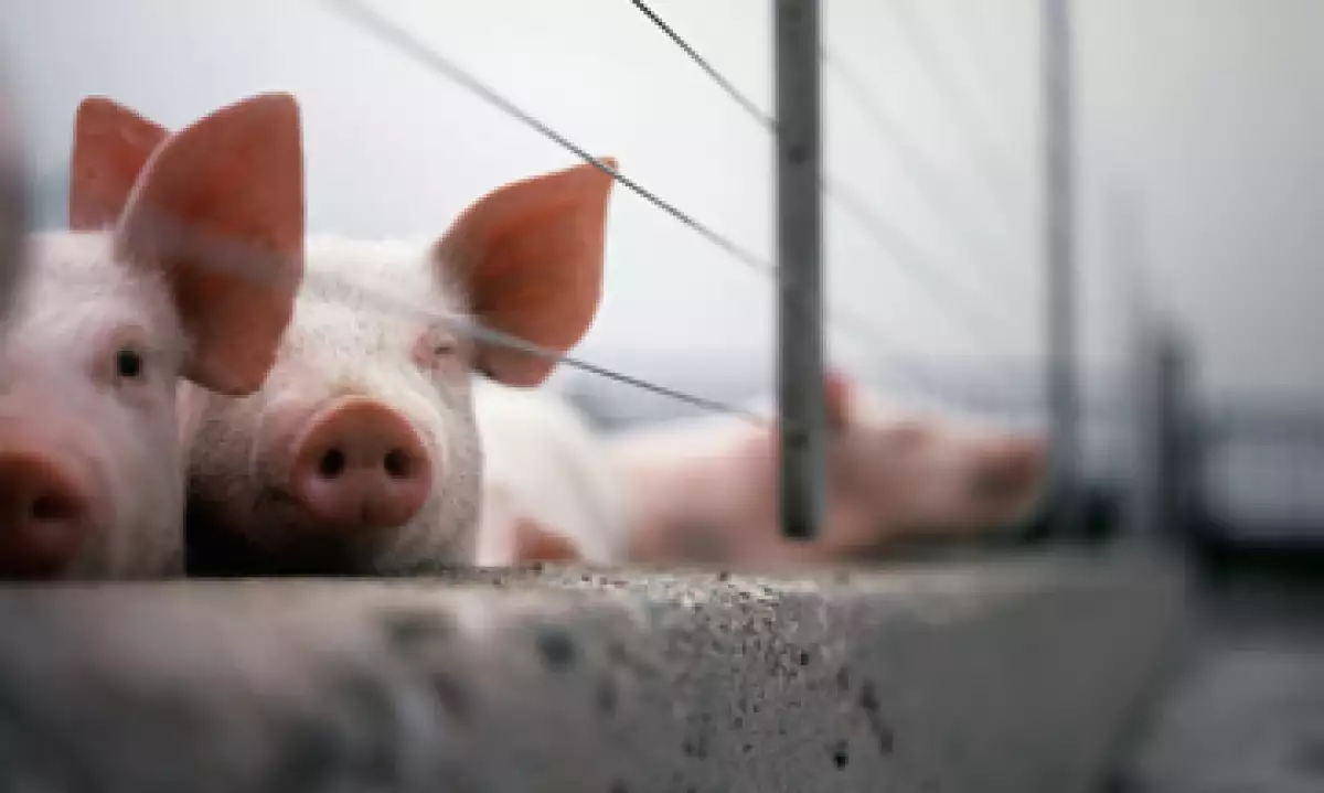 El virus de Diarrea Epidémica Porcina afecta a lechones con 10 o menos días de vida. (Foto: GettyImages)