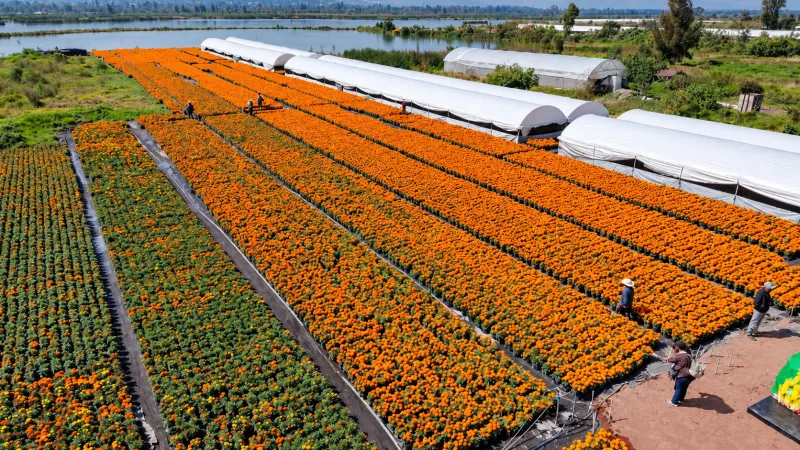 Vista panorámica de un cultivo de cempasúchil con hileras de flores naranjas, invernaderos blancos y trabajadores en el campo.