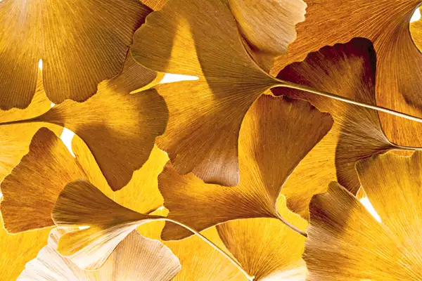 Foto: Shutterstock