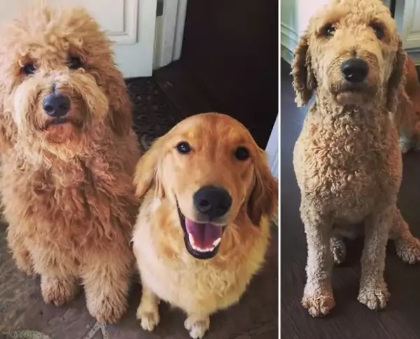 Con 3 perros en casa, el cantante no se puede resistir a la mirada de sus cachorros.
