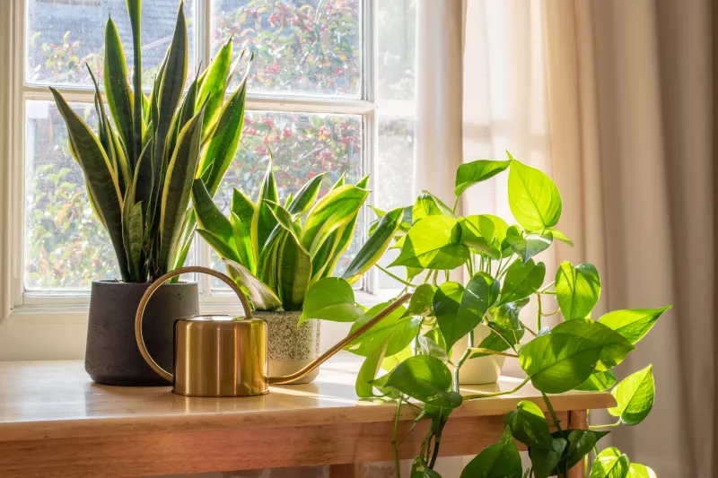 Plantas que absorben el calor en casa