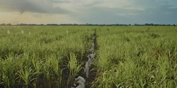 Campos-de-Caña-Bad-Bunny