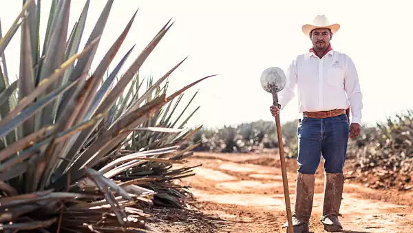 Tequila Patrón