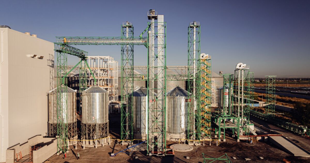 Millfoods, transtransgenik olmayan mısırın kuru öğütülmesi ile tarımsal işletmeye liderlik ediyor