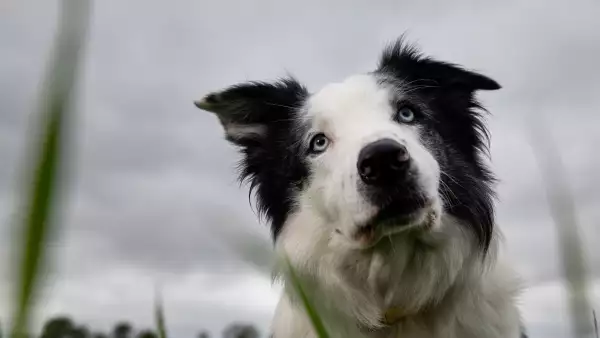 Messi, perro de Anatomia de una caída vuelve para Festival de Cannes