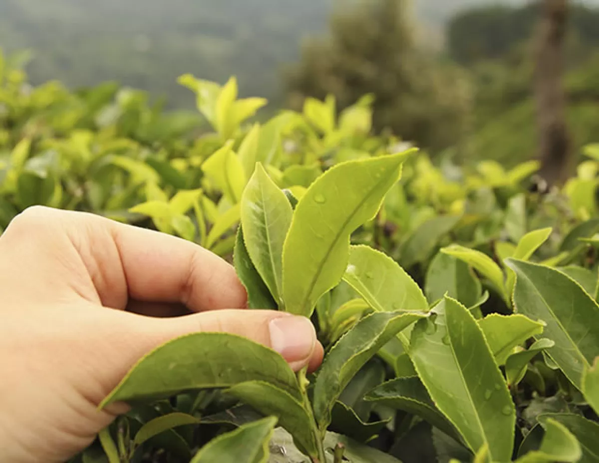 ¡Cuidado! Estás son las plantas venenosas para los perros 
