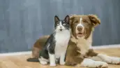 Gato y perro descansan juntos sobre el suelo.