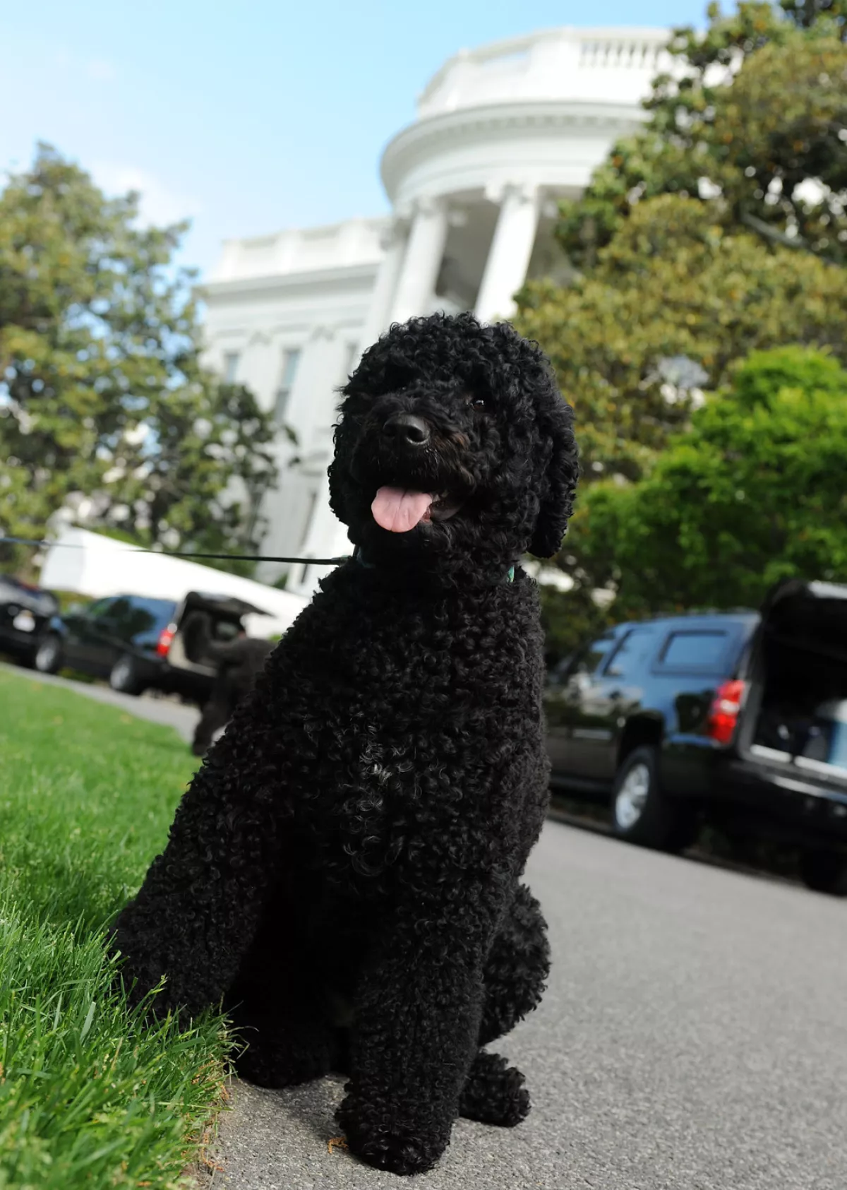 Sunny Obama