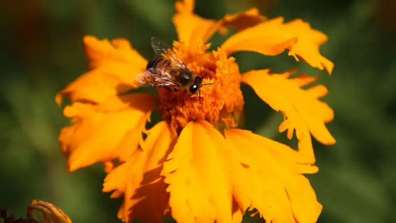 flores de cempas�chitl 3