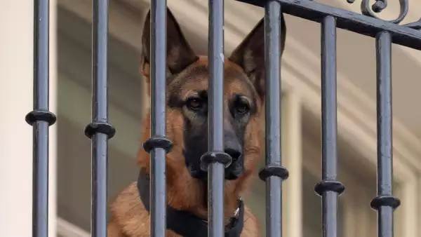 commander-perro-casa-blanca