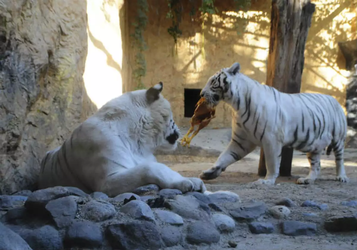 Zoológico