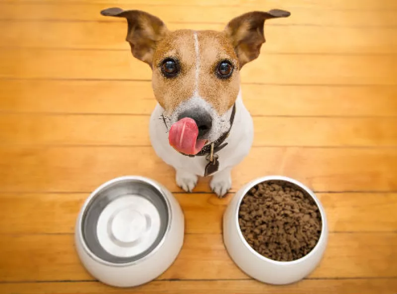 alimento para mascotas