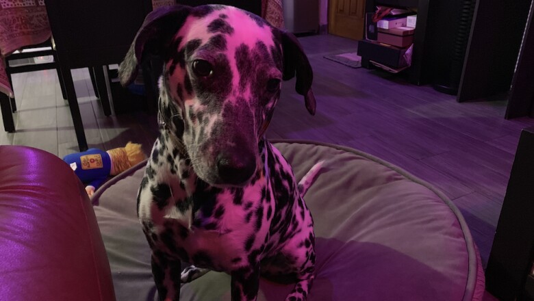 La cámara del iPhone Xr