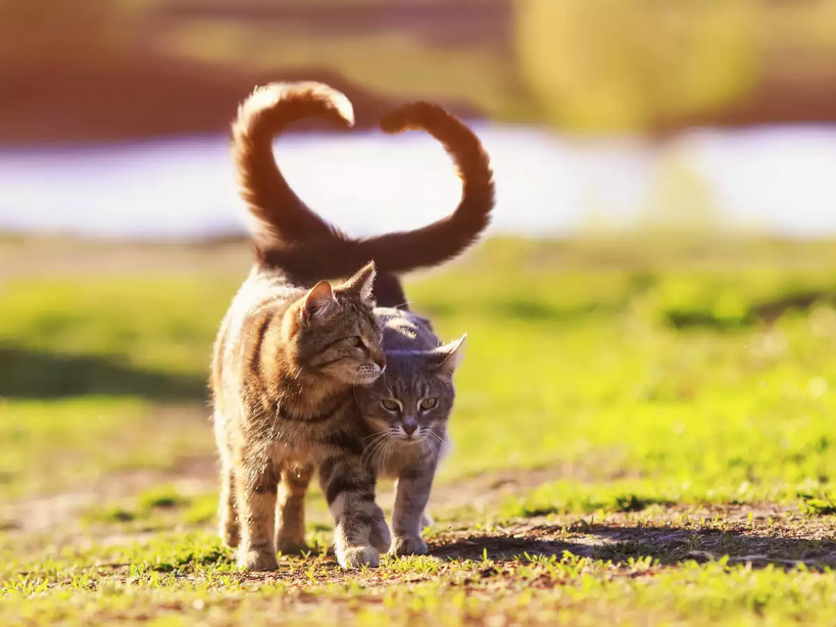 Cat-lovers