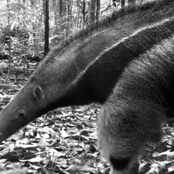 oso hormiguero especies naturaleza