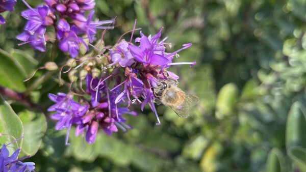 Aquí una prueba del zoom óptico con iPhone 12
