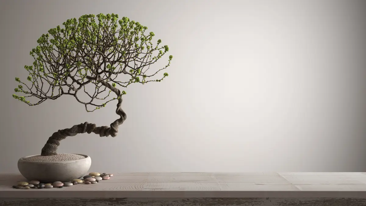 Vintage wooden table shelf with pebble and potted bloom bonsai, green flowers, white background with copy space, zen concept interior design