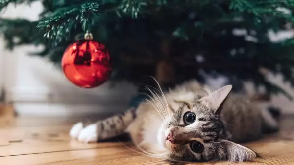 ¿Cómo evitar que mi gato dañe o tire el árbol de navidad?
