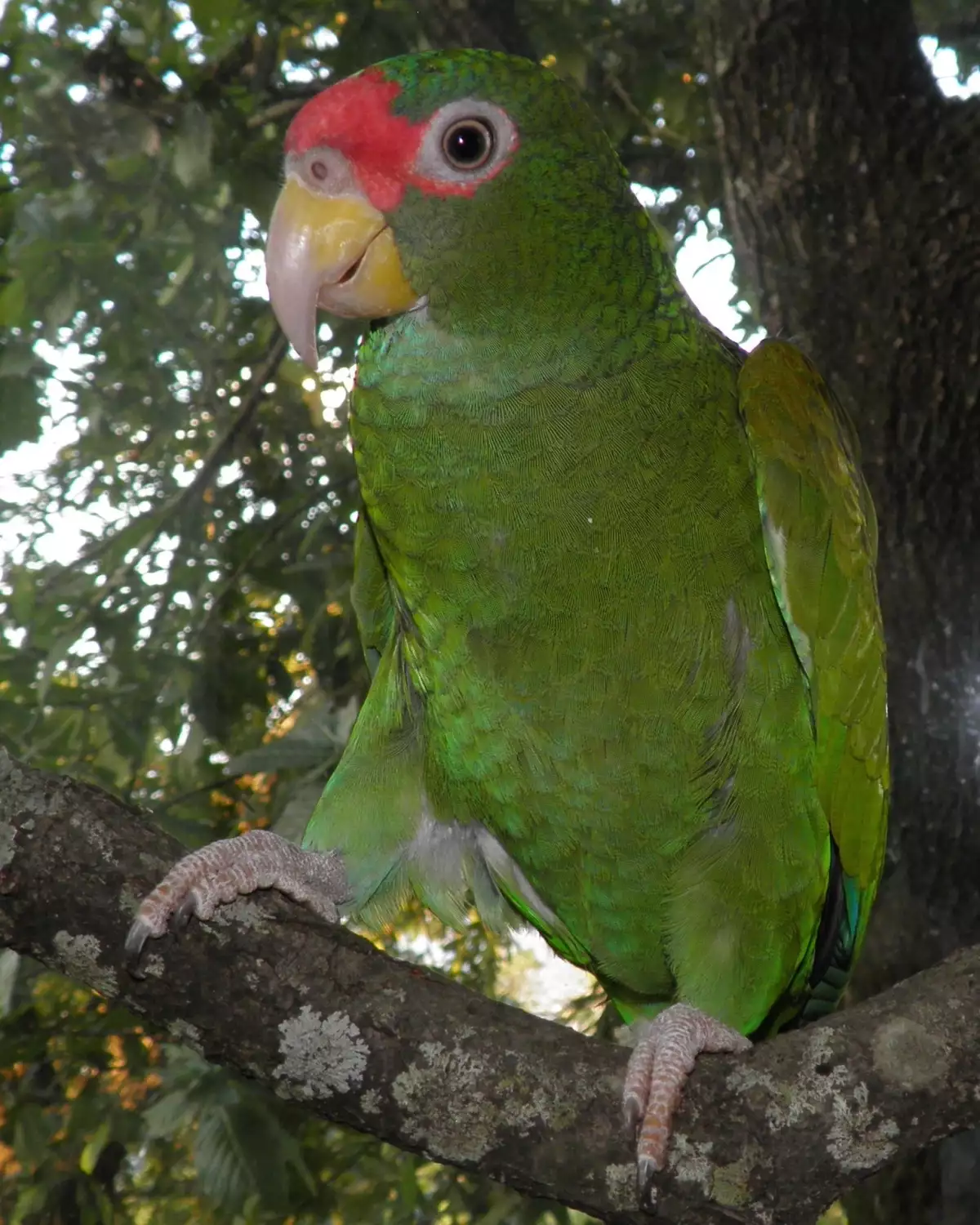 Plumaje oculto