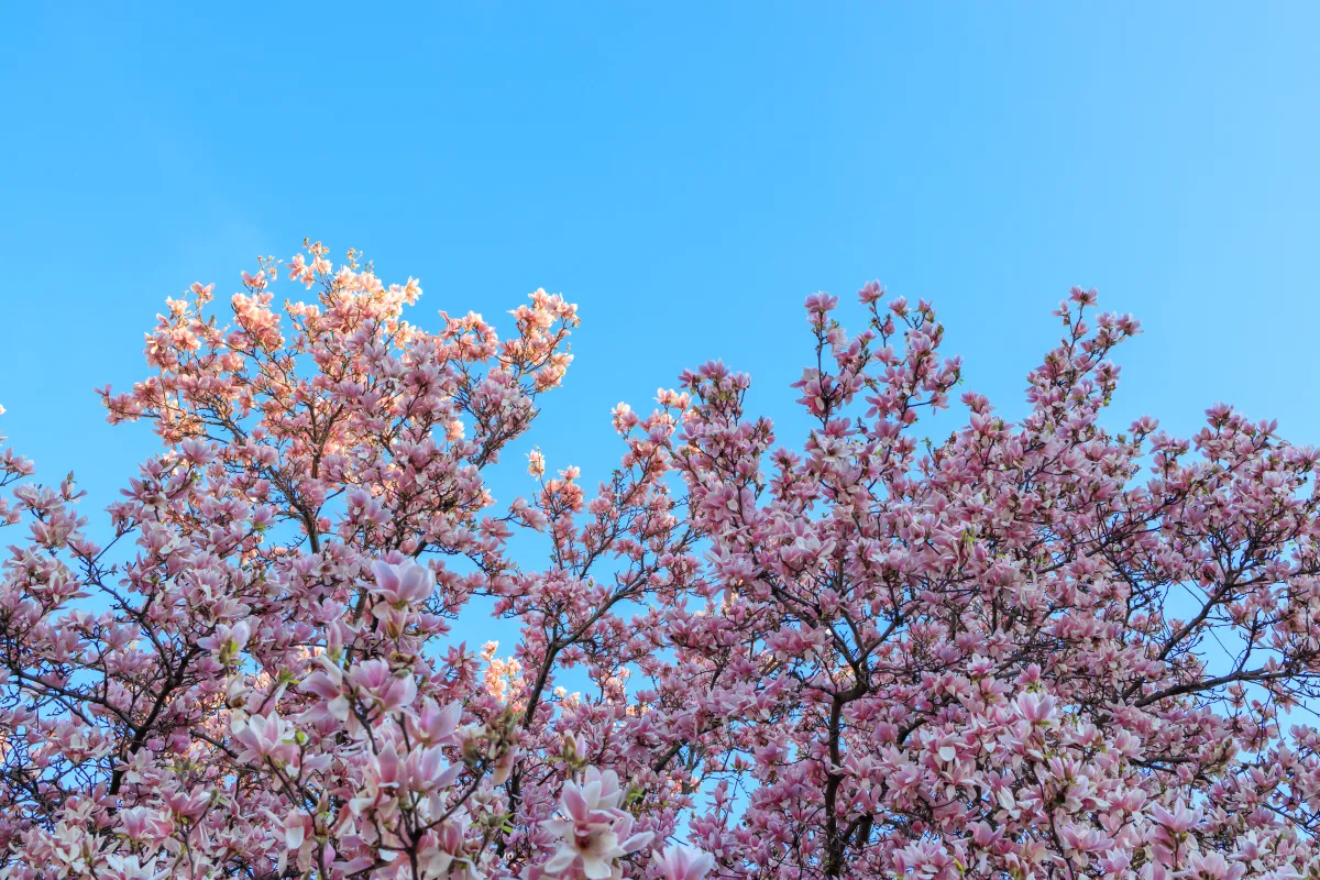 Hanami
