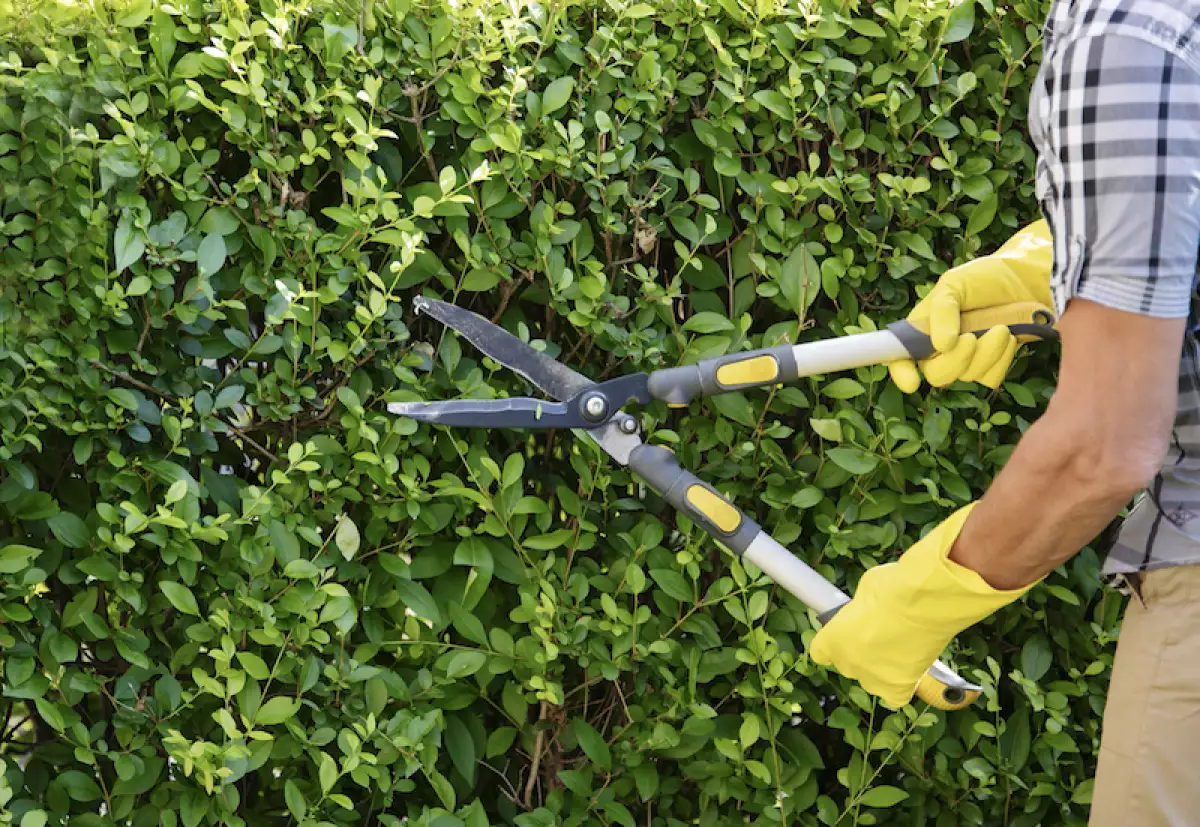 Gardener Trimming Hedge In Garden
