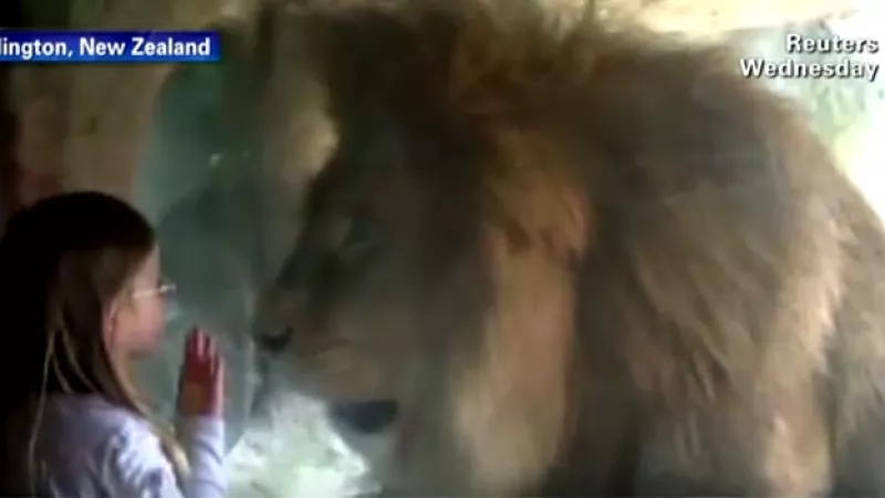 niña enfrenta a un león