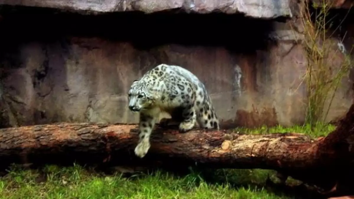 chapultepec zoo