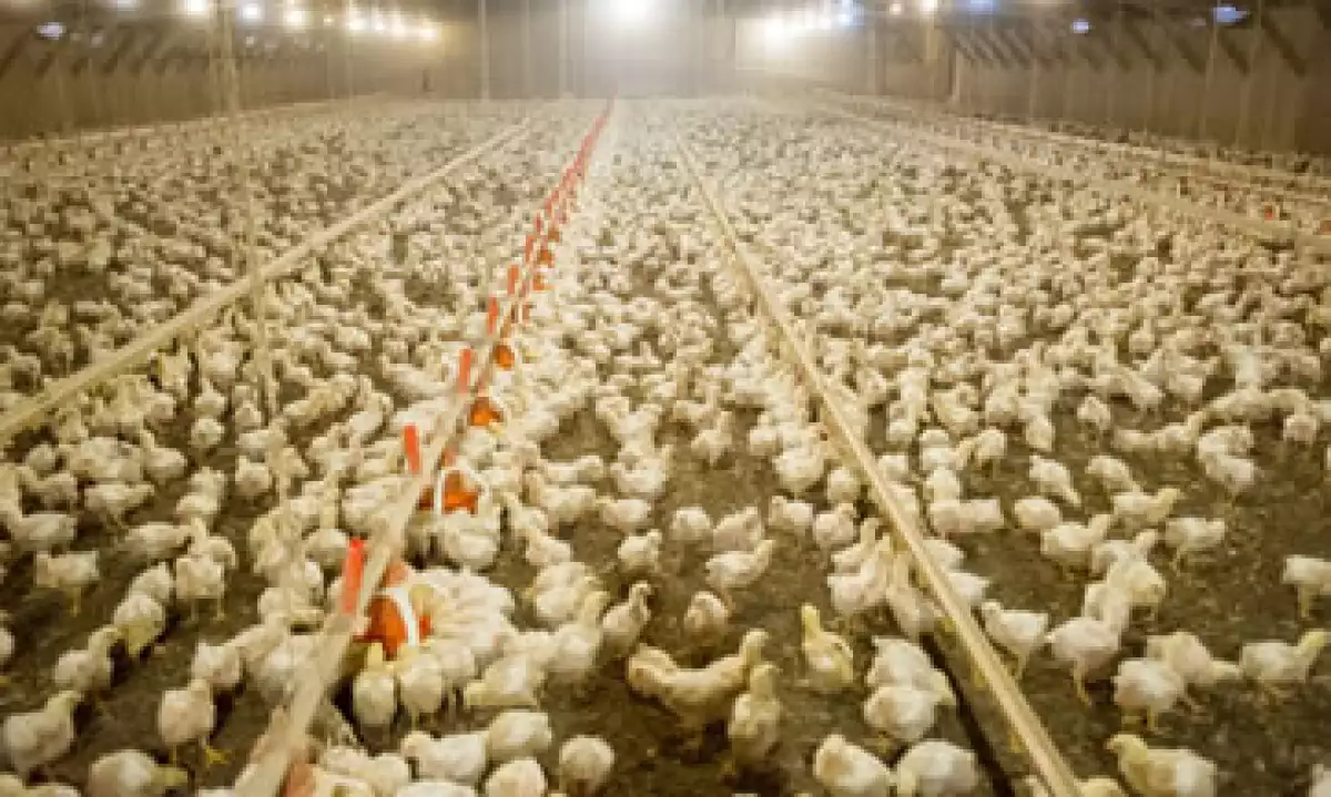 El virus de la influenza aviar H7 afecta a siete granjas de Bachoco. (Foto: Getty Images)