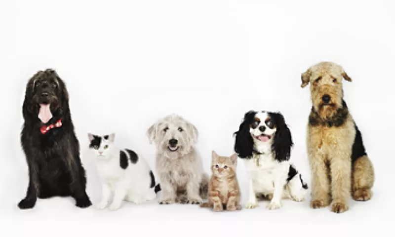 El negocio de mascotas y accesorios tiene un valor estimado de 1,000 mdd en México. (Foto: Getty Images)