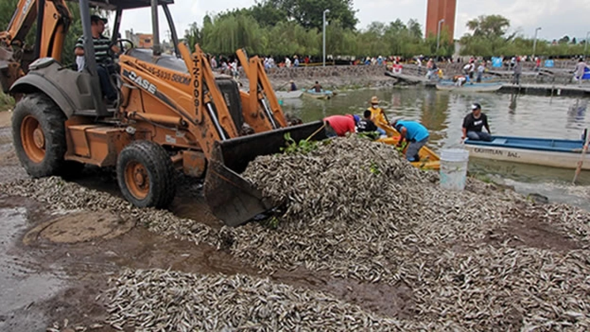 peces, contaminada, laguna, Tlajomulco, jalisco