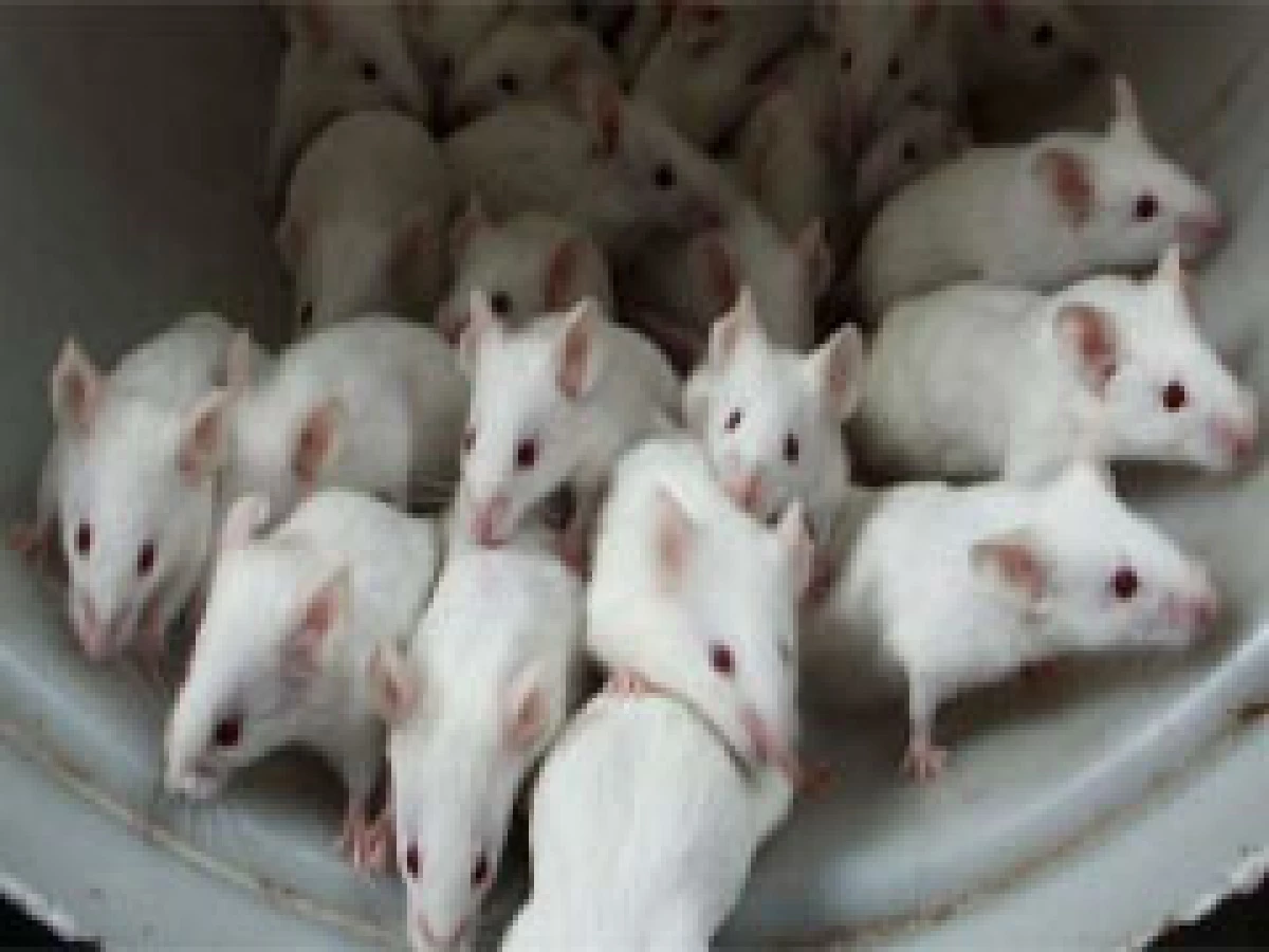 El virus cowpox fue descubierto por científicos franceses. (Foto: Stock.xchng)