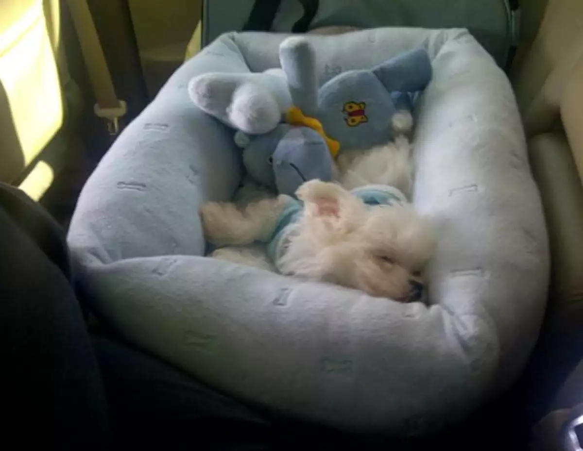 El hermoso cachorrito robó el corazón no sólo de Anahí, si no también el de todos sus seguidores.