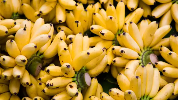 La industria del plátano a nivel mundial está en riesgo por una enfermedad que ataca a la variedad más popular en Occidente.