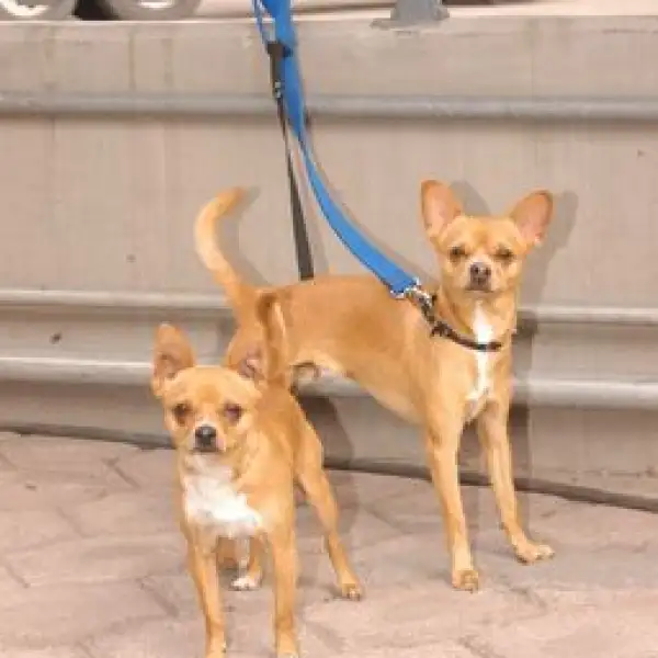 Perros