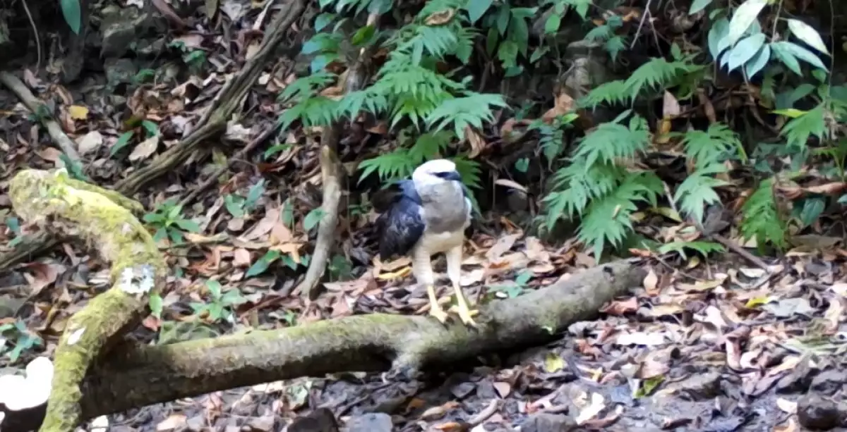 Águila crestada animales en peligro de extinción