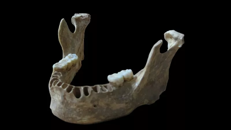 mandibula humana