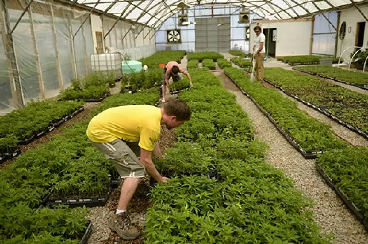 Breeder