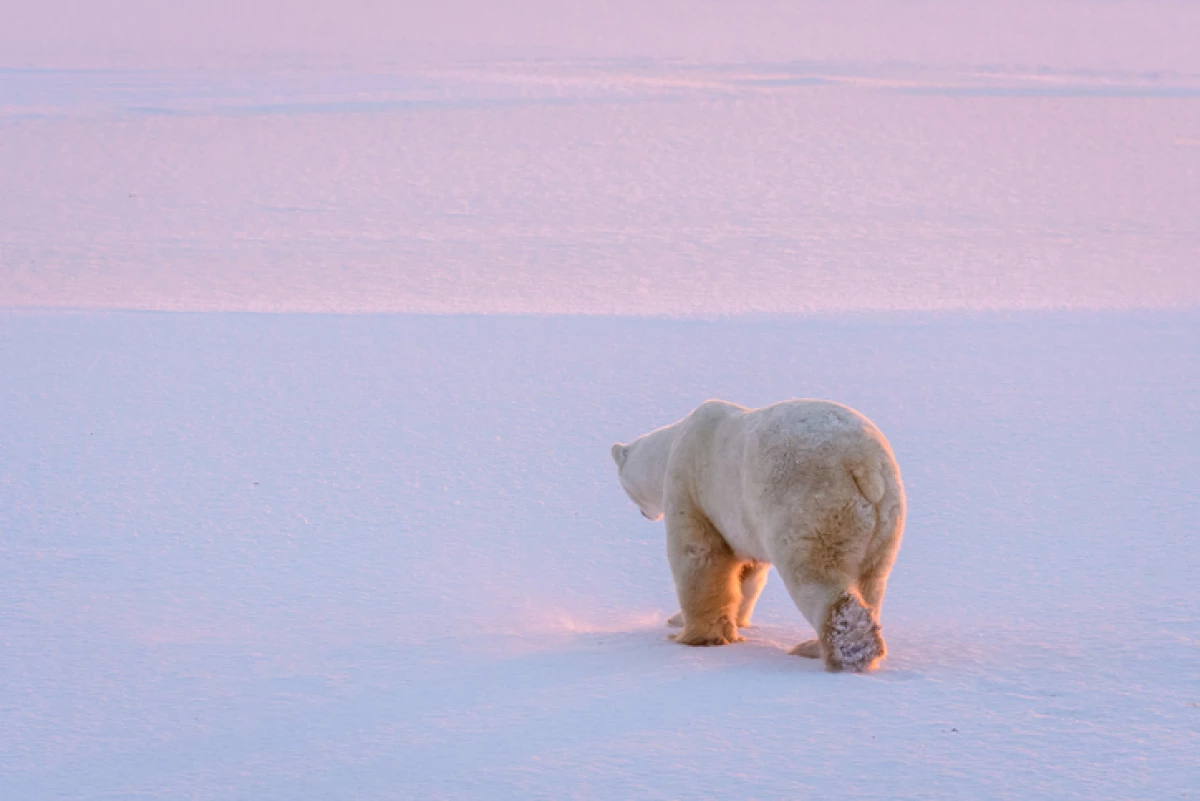 Life in the frigid north