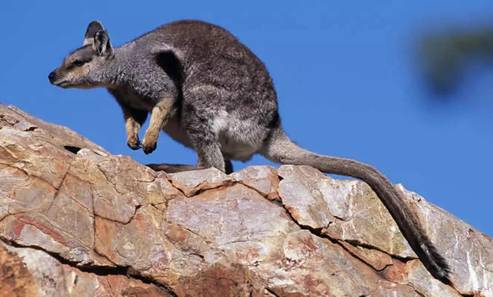 Zonas de matorrales y sabana son la morada de especies espectaculares como los varanos o la serpiente taipán y otras únicas como los canguros, y otros marsupiales. En la imagen se muestra un Walabie , marsupial de la familia de los canguros.