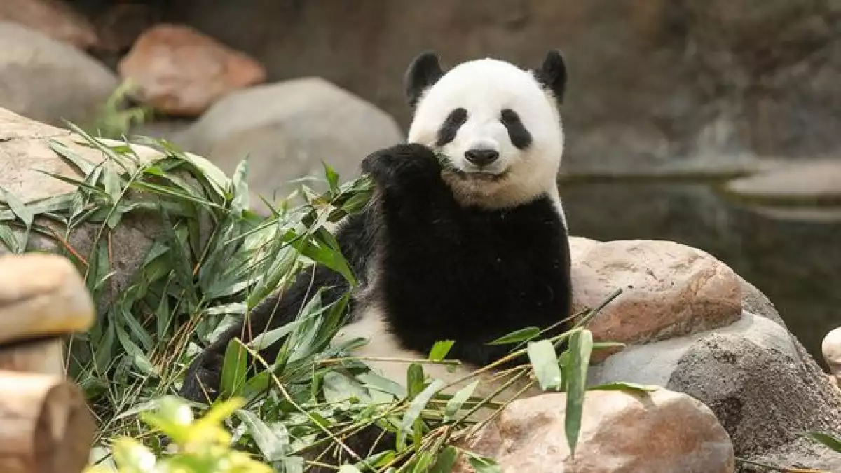 oso-panda
