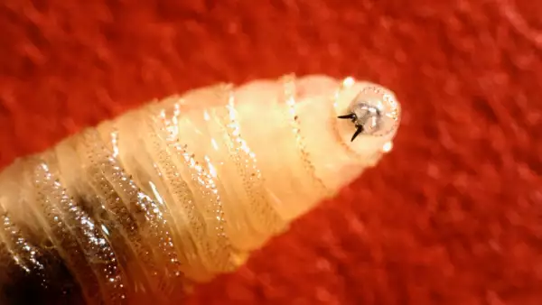 Salud detecta más casos de miasis en humanos por gusano barrenador