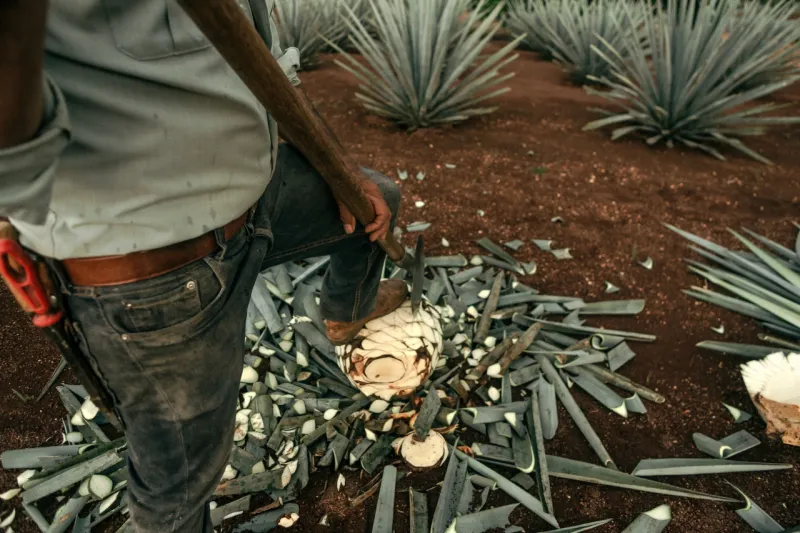 Campo de agaves