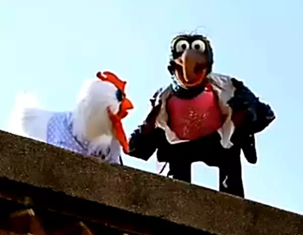 La gallina Camila acompaña a donde quiera que vaya a su querido Gonzo.