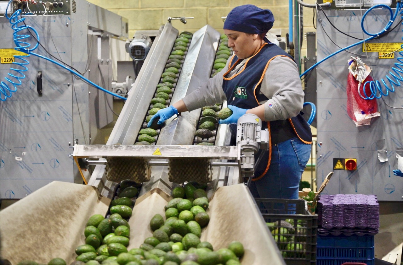 México llega a la revisión agro del T-MEC con una caída de sus exportaciones a EU